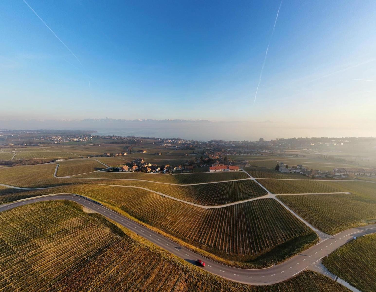 Vineyard